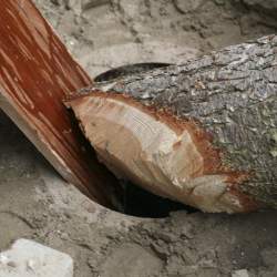 Kerb 2008 in Griesheim: Baumstellen am Donauschwabenhof