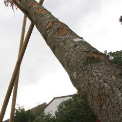 Kerb 2008 in Griesheim: Baumstellen am Donauschwabenhof