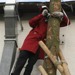 Kerb 2008 in Griesheim: Baumstellen am Donauschwabenhof