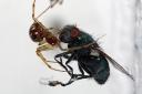 spinne-fliege-1.jpg