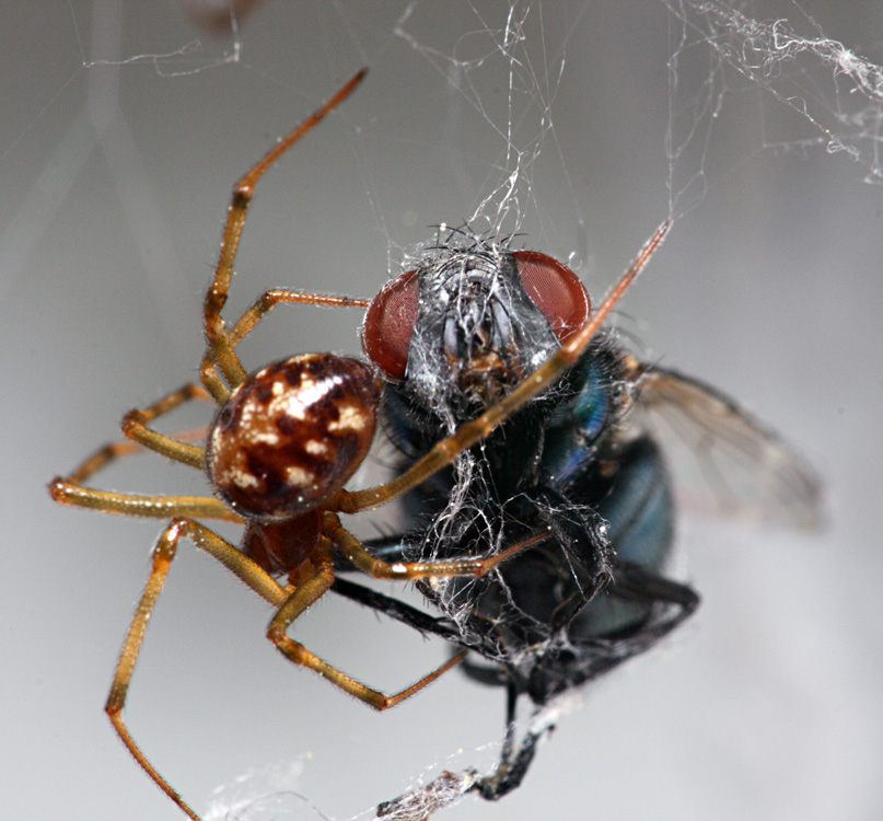 spinne-fliege-2.jpg