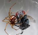 spinne-fliege-2.jpg