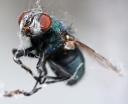 spinne-fliege-3.jpg