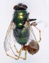 spinne-fliege-4.jpg